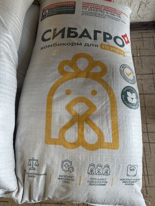 Корм Богданович ,Диканшы