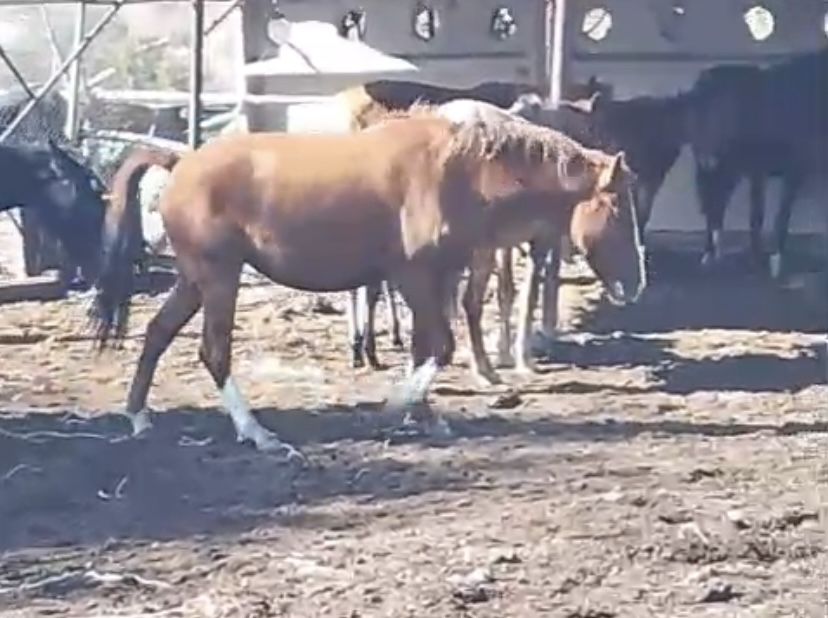 Буаз биелер сатылады