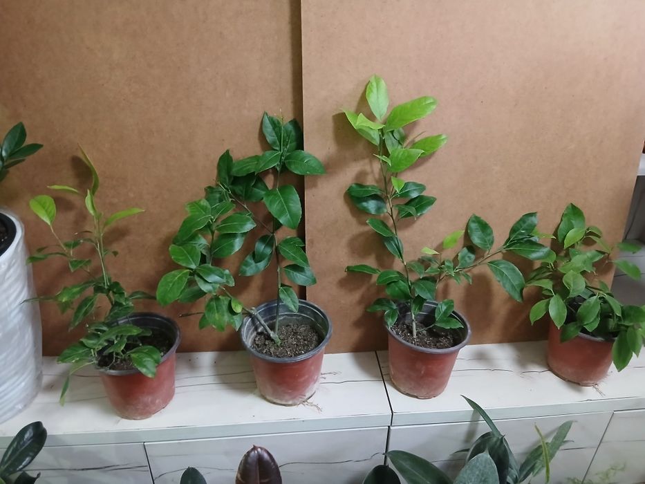 Лимон сорт ташкентский плодоносящий