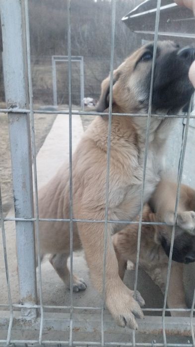 Pui kagal 2 luni . Preț 250 fix.