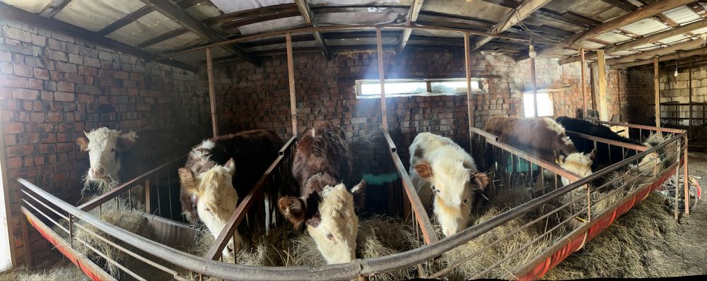 Бұзау,Бұқалар сатылады