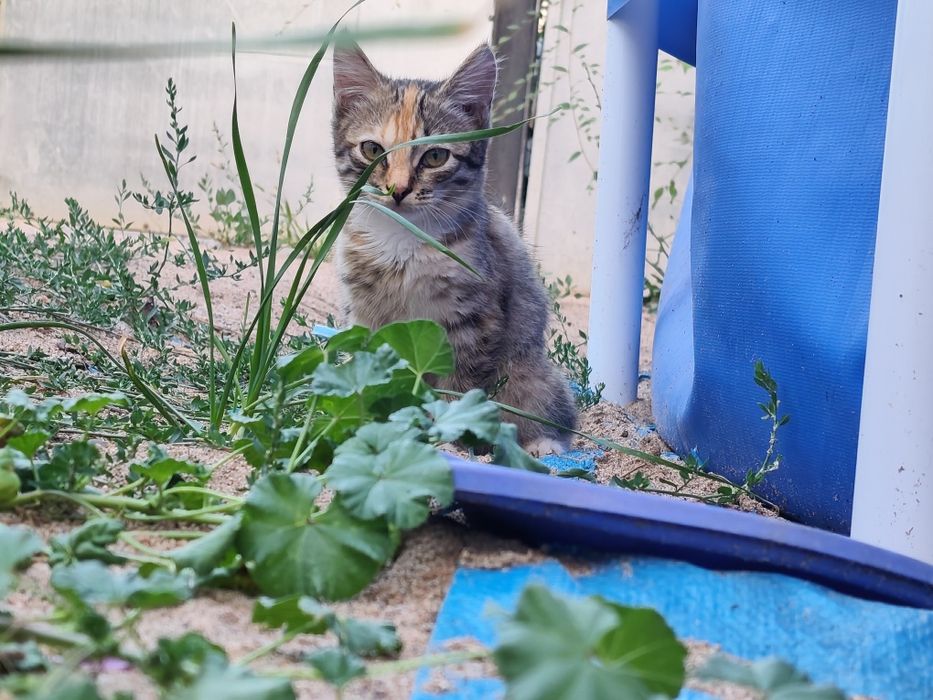 Отдам котёнка ...