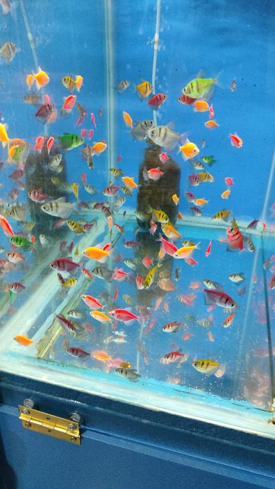 Аквариумные рыбки