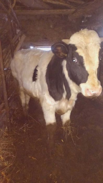 Tăuraș bălțată românească