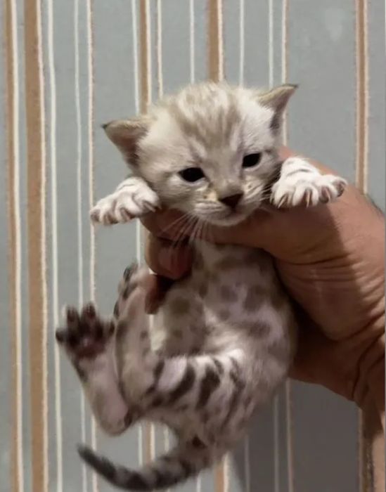 Бенгальские котята шикарного окраса