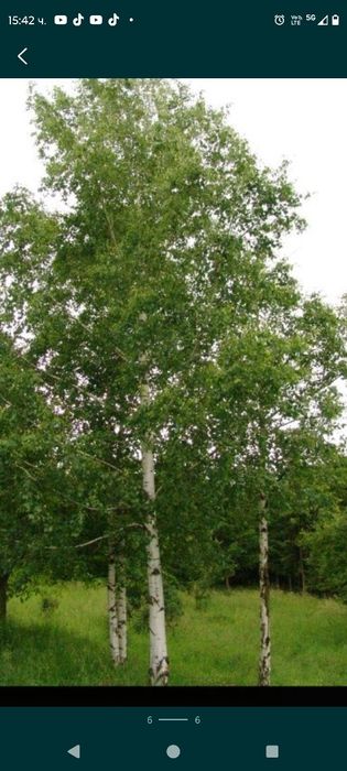 Бяла БРЕЗА - фиданки в контейнер и БОР в контейнер
