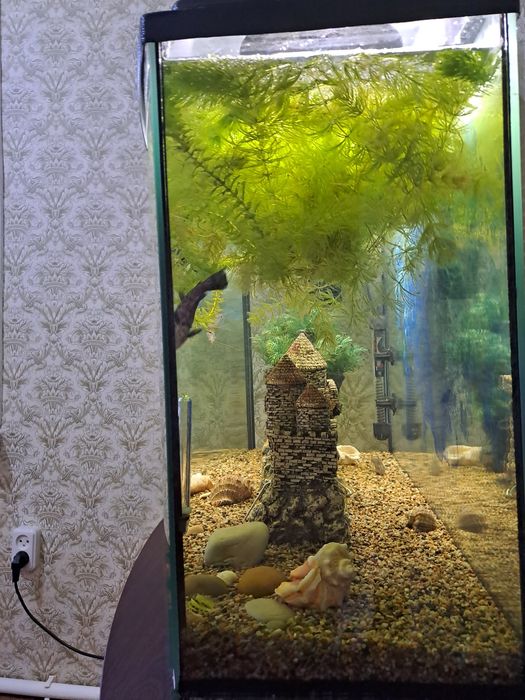 Рыбки с аквариумом