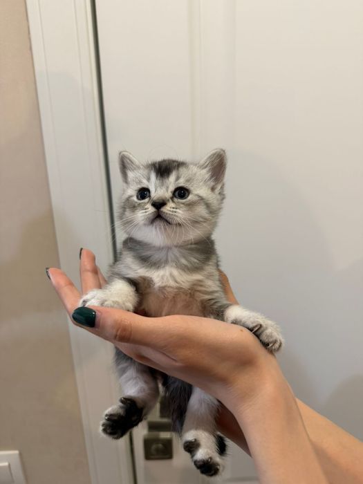 Шотланские пушистики серебро