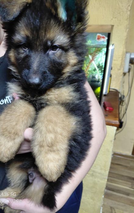 Щенки немецкой овчарки