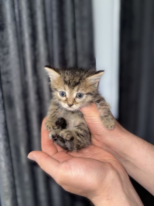 Отдам котят в добрые руки