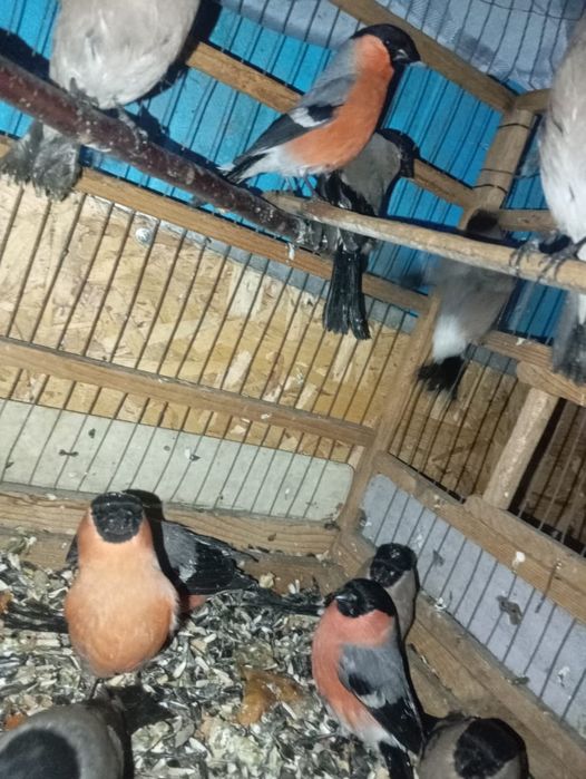 Продаются снигери самцы и самки