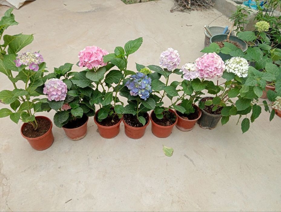 Гортензиялар бог ва  уйингиз учун