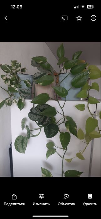 Комнатные цветы