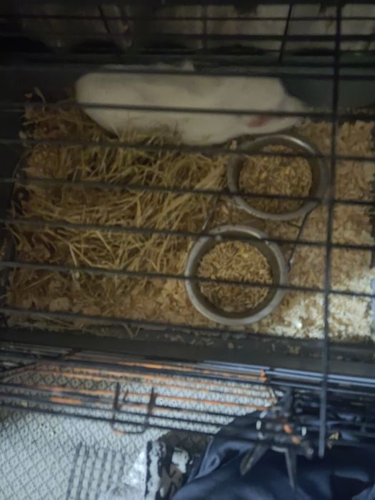 Продам морскую свинку с клеткой