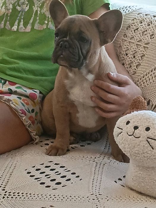 Buldog Francez – 3 luni
