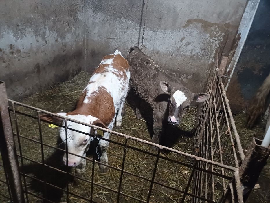 Vând doi vițeii!!