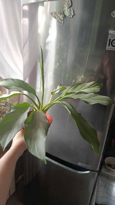 Продам комнатные цветы разные