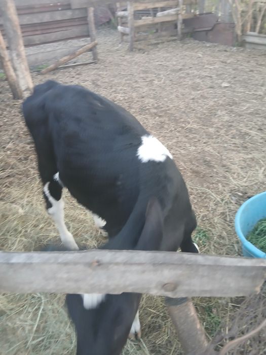 Продаётся телёнок