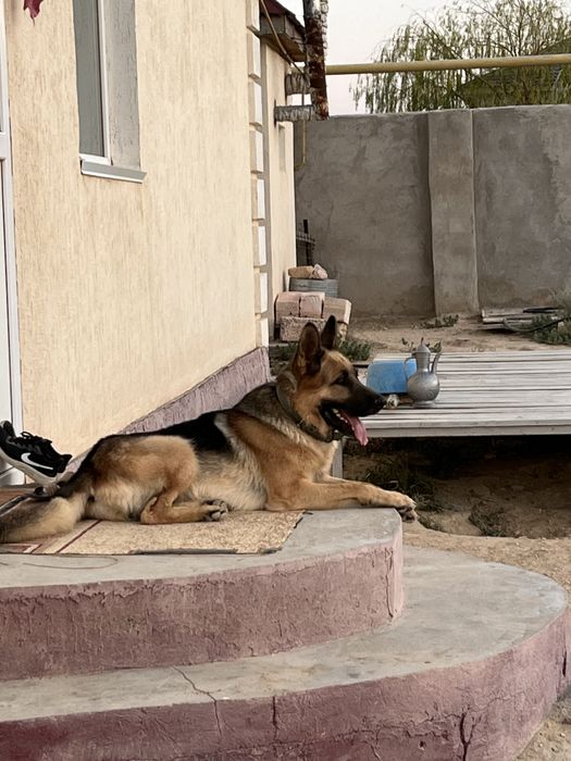 Вязка Кобель Немецкая овчарка