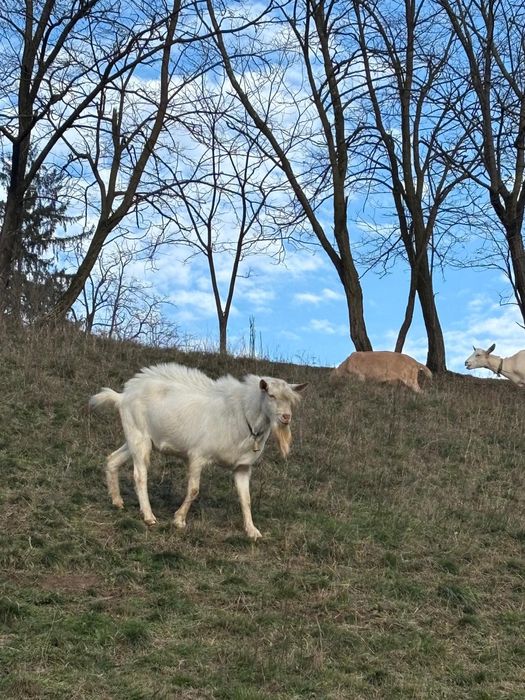 Vând țap rasa sanen
