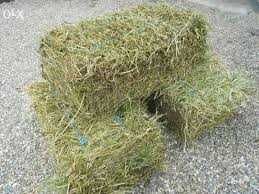 baloti dreprunghilari