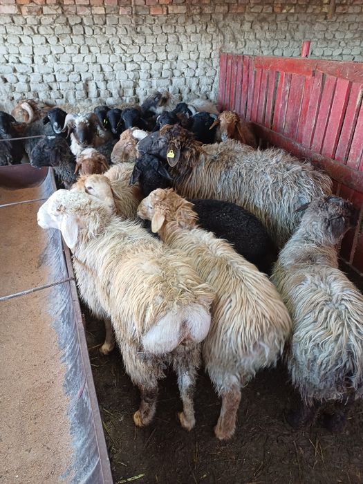 Кой токтылар сатылады