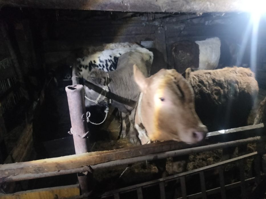 Откорм букалар сатылады