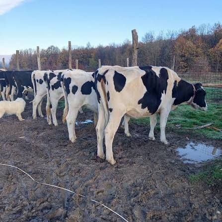 Schimb vacă Ucraina