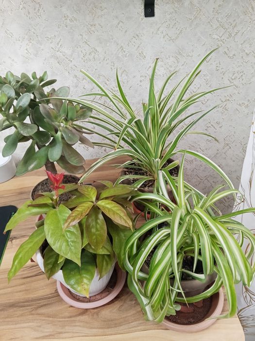 Цветы домашние, полностью здоровые