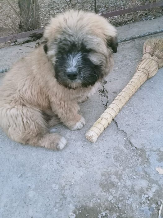 Щенок собака күшік ит