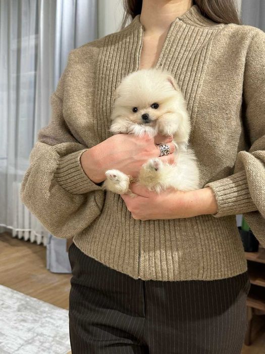 Щенки померанского шпица