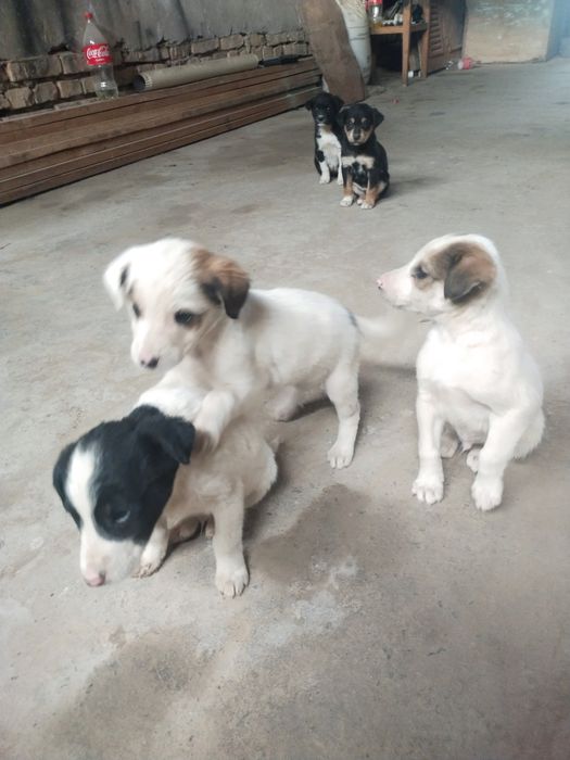 itlar sotiladi , ovqat yeydi , tekin