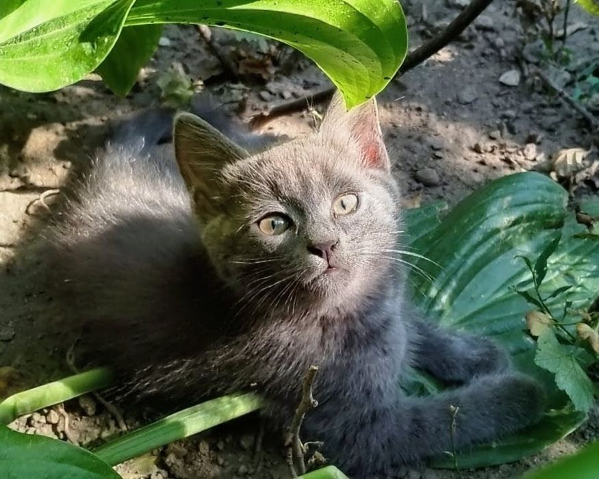 Отдам чудесных котят