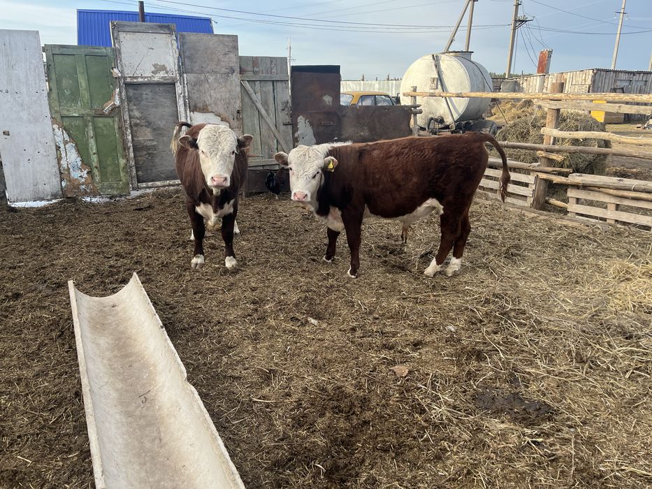 Продам быков с откорма