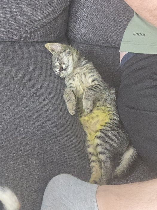 Женска котка на 3м.
