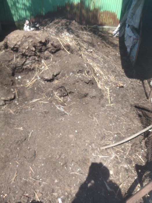 Продам от коровы навоз.