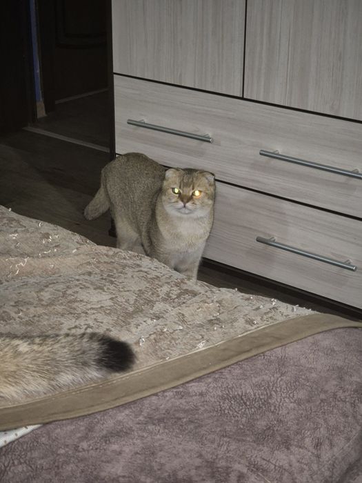 Продам шотландского вислоухого кота