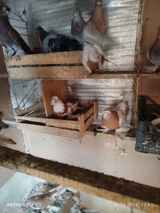 Продам разных голубеи