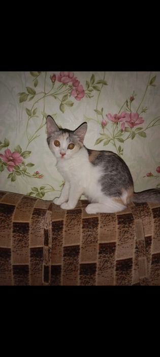 Отдам в добрые руки