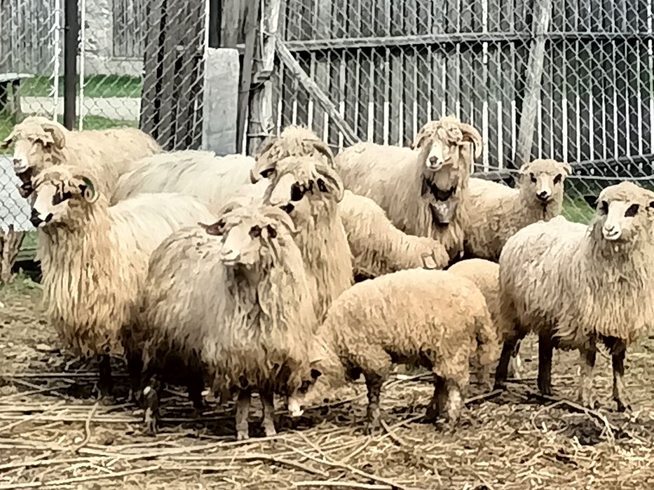 Vând 10 oi țurcane fătate fara miei