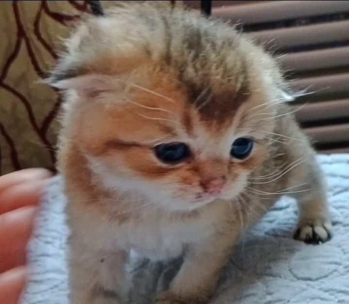 Девочка золотая Шиншила