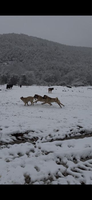 Турски Кангал 3 години