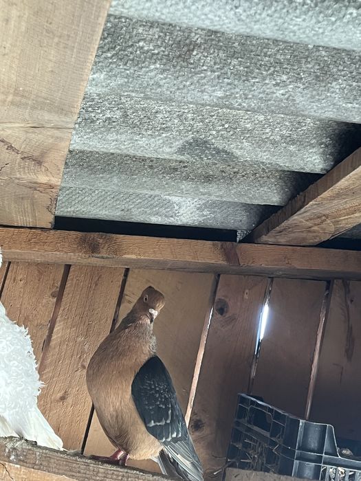 Vand pereche bronzati