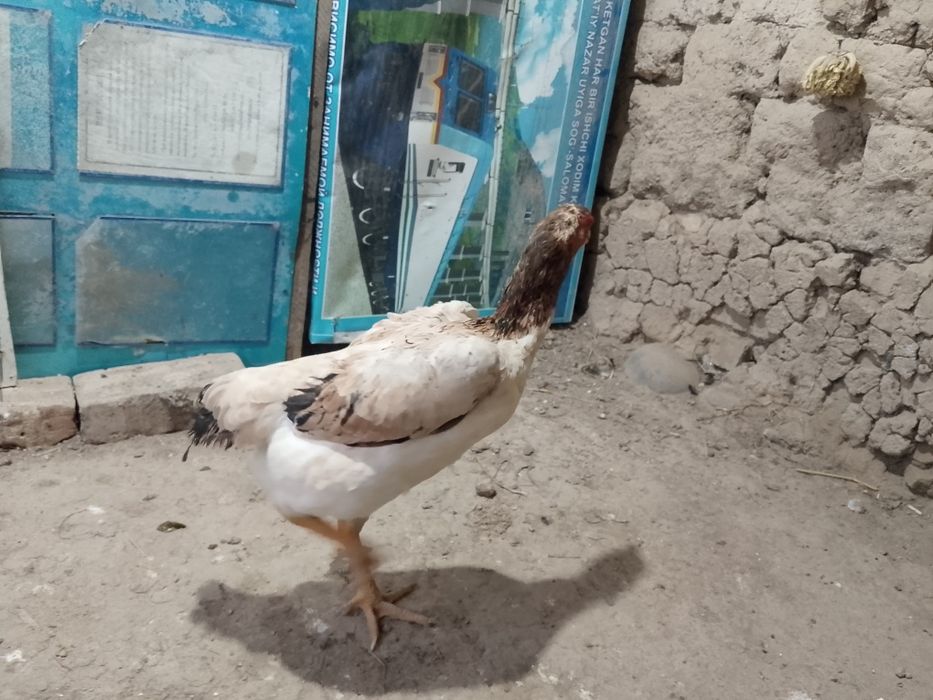 Sotiladi dakan tovuq