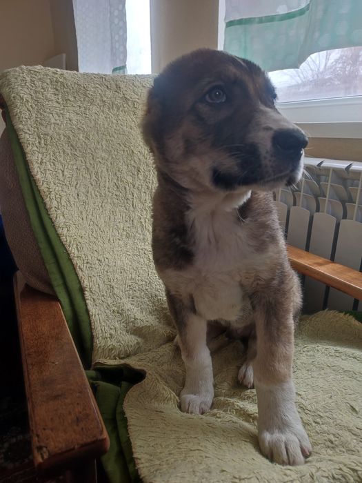 Продаются щенки алабай САО