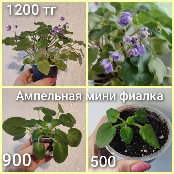 Продам антильные мини  фиалки
