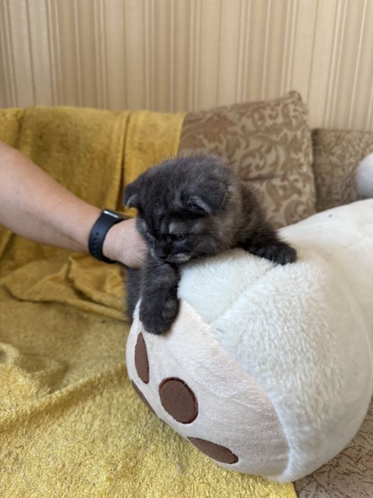 Котёнок шотландец