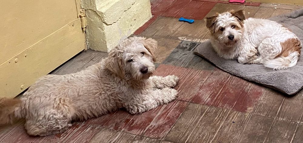 Donez pui de câine vârstă 1 an și 3 luni.
Pentru mai multe detalii as