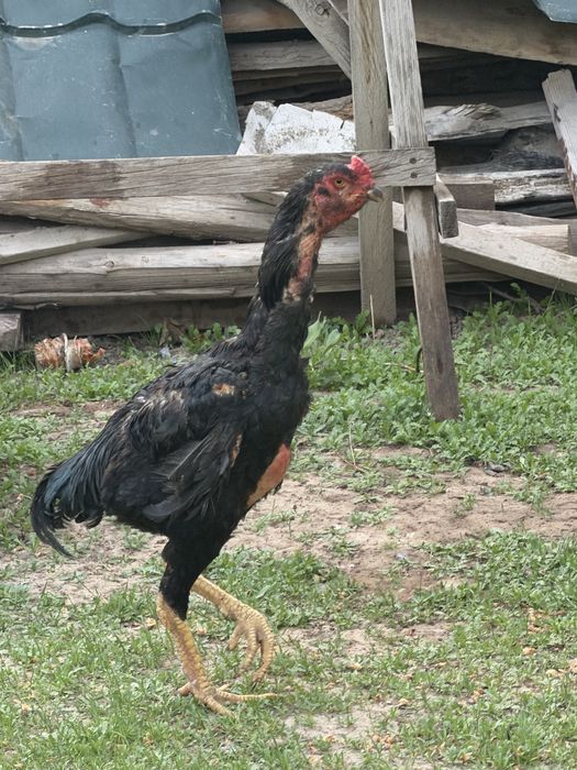 Байцовый тауыкьар мен кораз сатылады 7 штук срочно