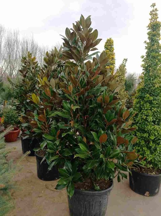 Manzarali daraxt kuchatlar